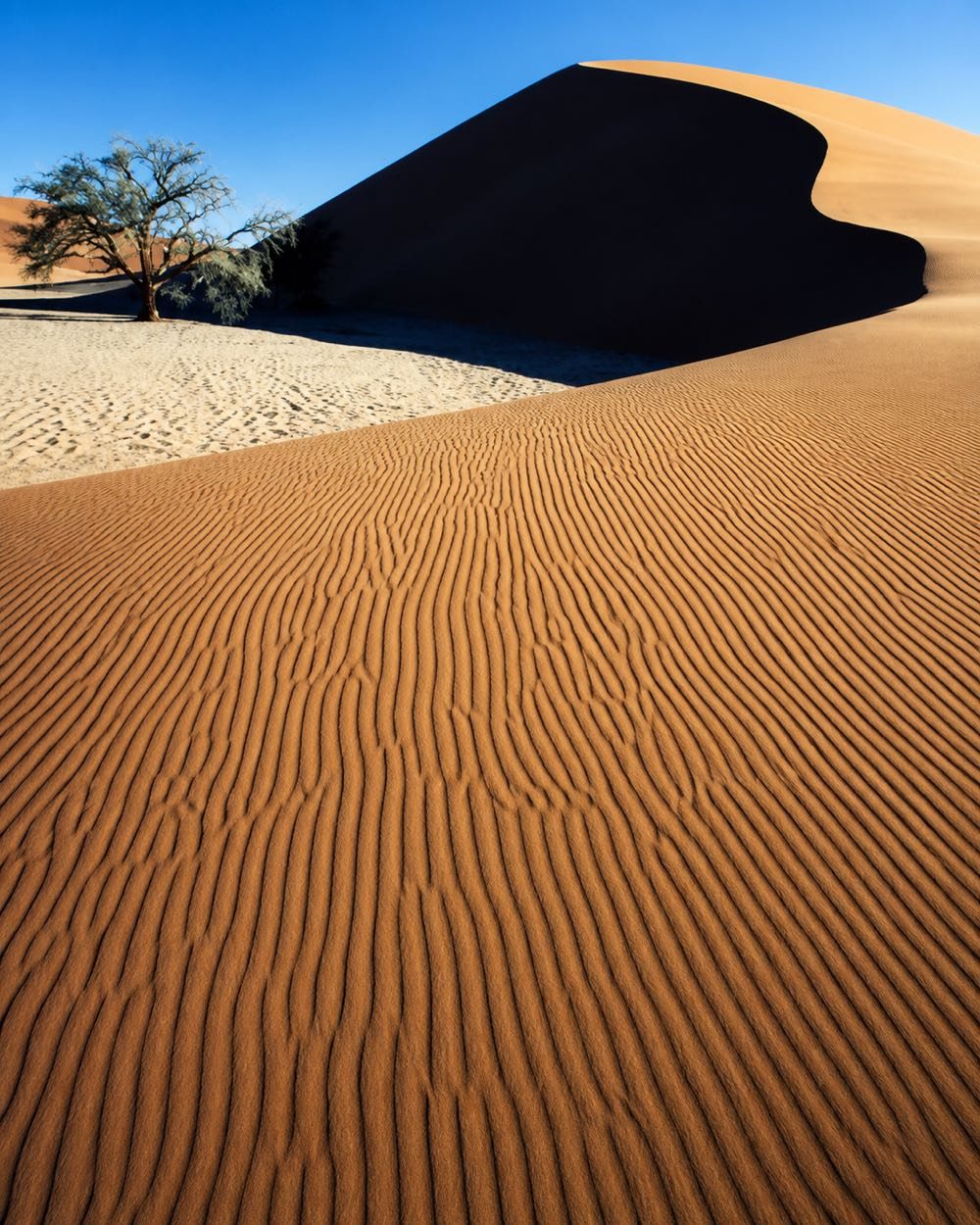 Dune et acacia